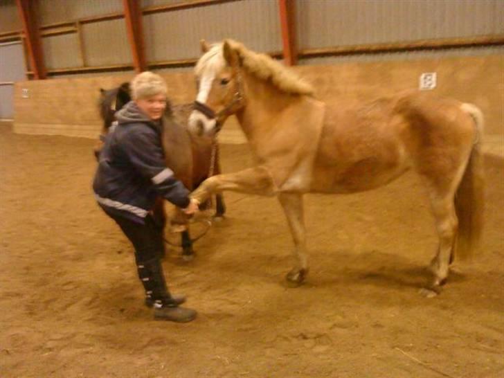 Haflinger Cora *solgt* - poooote billede 18