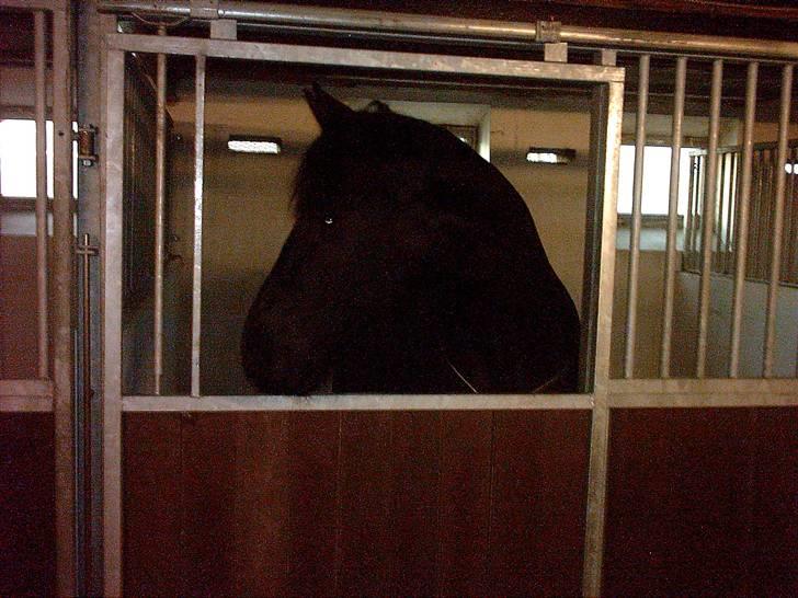 Frieser anne af karmark  R.I.P - her er hun lige kommet hjem til mig billede 1