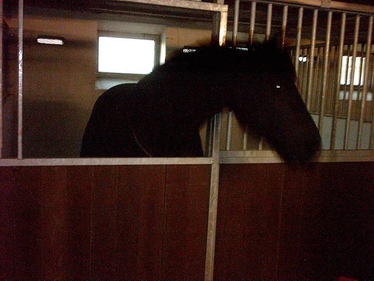 Frieser anne af karmark  R.I.P billede 6