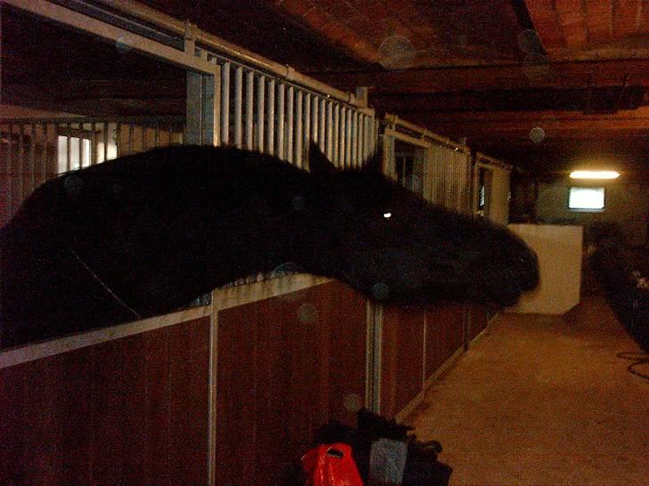 Frieser anne af karmark  R.I.P - ja jeg kan skam få en meget lang hals når der er mad i nærheden... billede 7