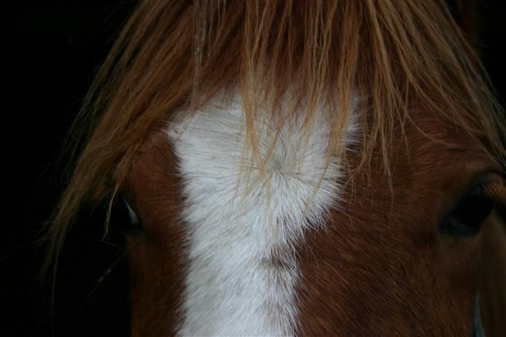 Anden særlig race Wareno billede 8