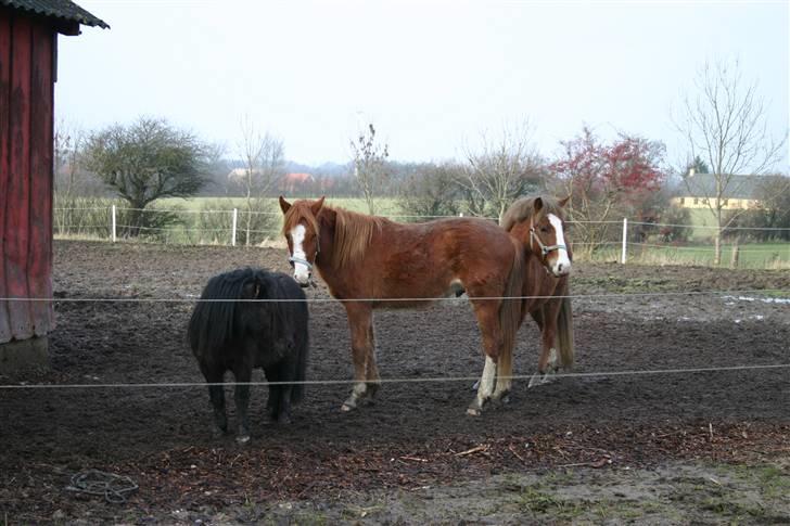 Anden særlig race Wareno - Robin, mig og Remir..  billede 9