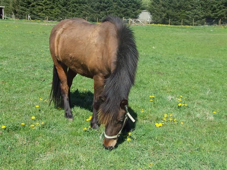 Islænder Skàlkur frà Grytubakka billede 2