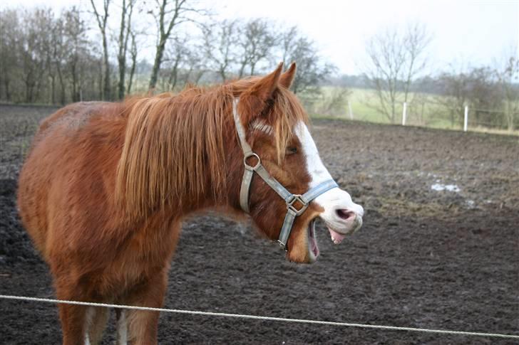 Anden særlig race Wareno - Åhh.. jeg er træt..  billede 10