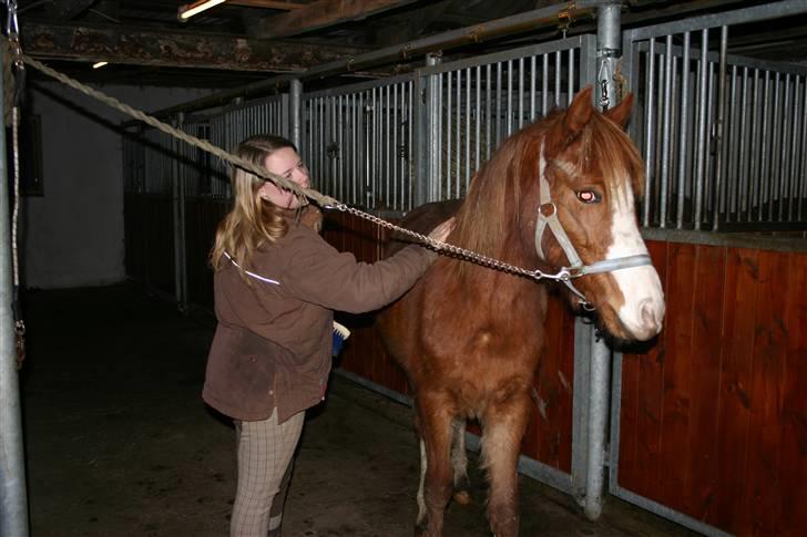 Anden særlig race Wareno billede 11