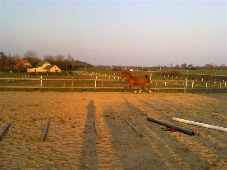 Anden særlig race Wareno - Leg på folden..  billede 12