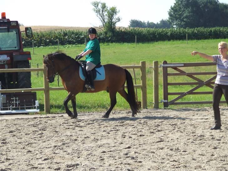 Islænder Skàlkur frà Grytubakka billede 8