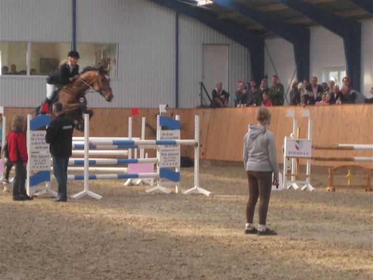 Dansk Varmblod gørklintgårds lake placid - Lake i middelfart. billede 7