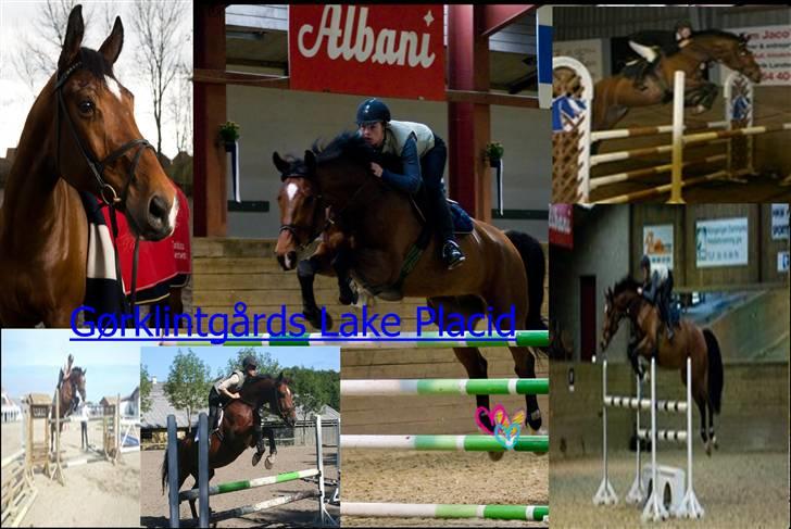 Dansk Varmblod gørklintgårds lake placid - Mix af lake igen billede 8