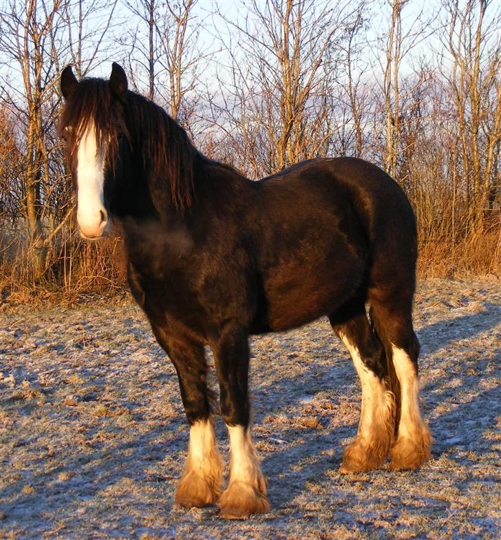 Tinker Duncan *solgt* billede 2
