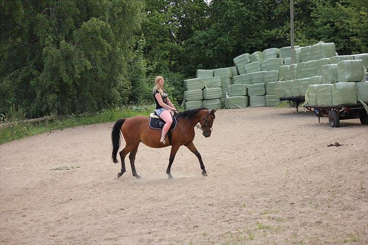 Dansk Varmblod Oldgårdens Luna *X-part* - Opvarming spring undervisning af sanne 09 billede 7