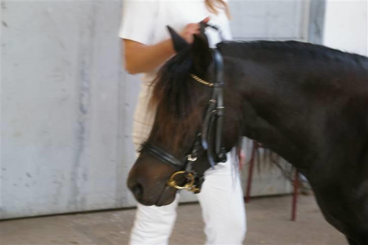 Dartmoor Celeste Frydenlund - solgt - :D billede 9