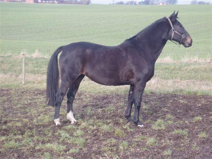 Oldenborg Catiopaja Højbogård - på folden billede 3