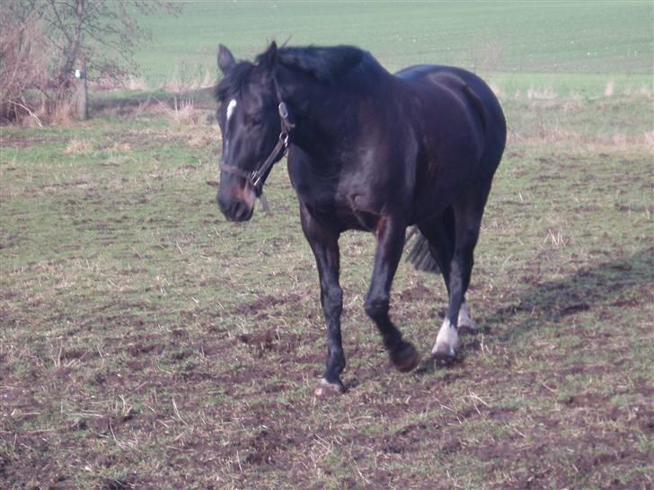 Oldenborg Catiopaja Højbogård - på folden billede 4
