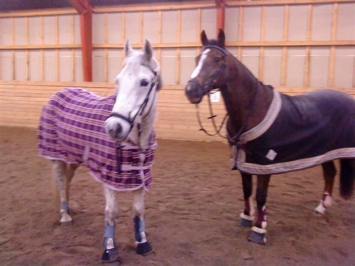 Anden særlig race Nynne (halvpart)  TIDER:/ - hørte du det coco?:S<333 billede 10