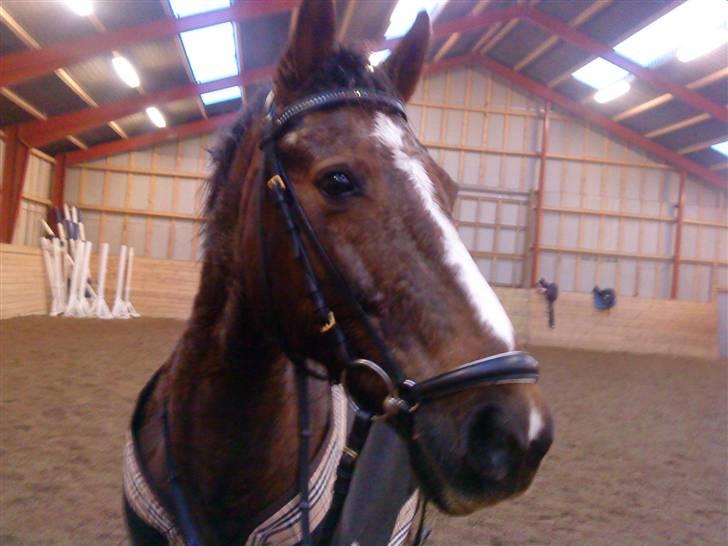 Anden særlig race Nynne (halvpart)  TIDER:/ billede 11