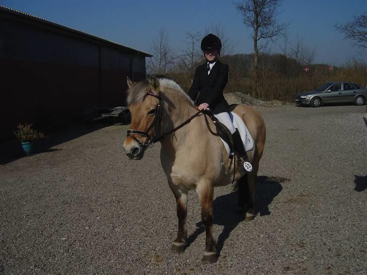 Fjordhest Mia-Maja (SOLGT) - Mit aller første stævne  billede 14