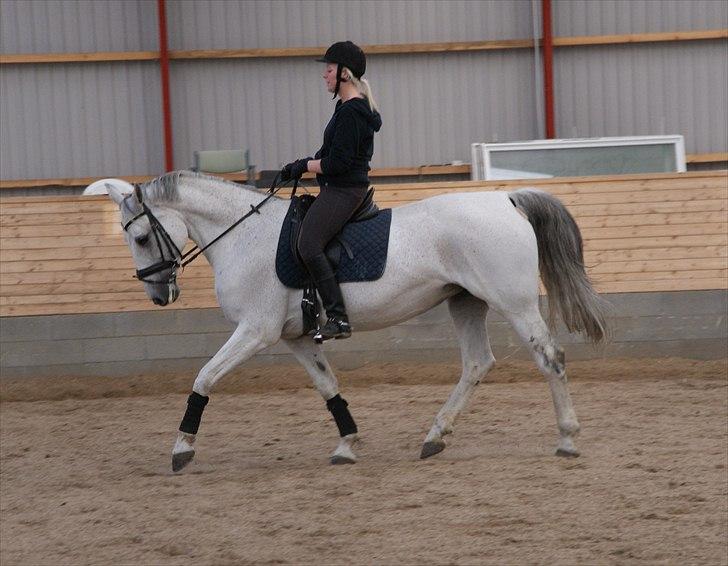 Dansk Varmblod Smilla af Lyngholt - pres pres pres.. fokuseret rytter :D  billede 15