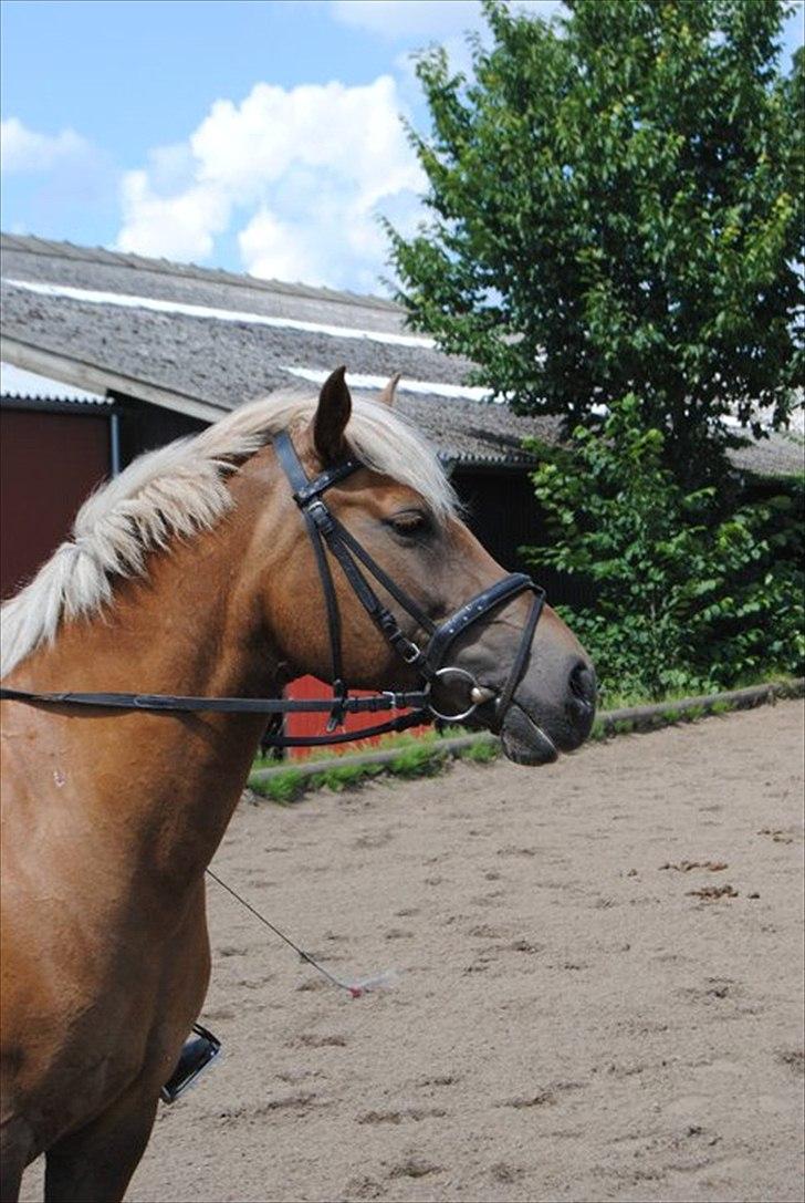 Haflinger Bosse  - HALLØJ & velkommen til Bosse pigens profil - håber du vil nyde billederne og måske også teksten, skriv gerne en kommentar og giv en bedømmelse. Tak på forhånd og god dag :) billede 1