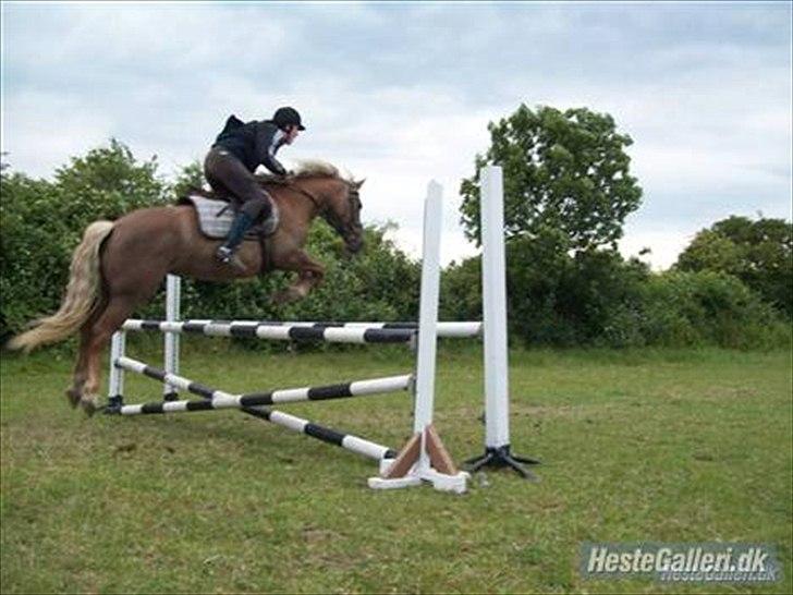 Haflinger Bosse  - Springtime på bosse i sommeren år 2009. herover 110 :-)  billede 2