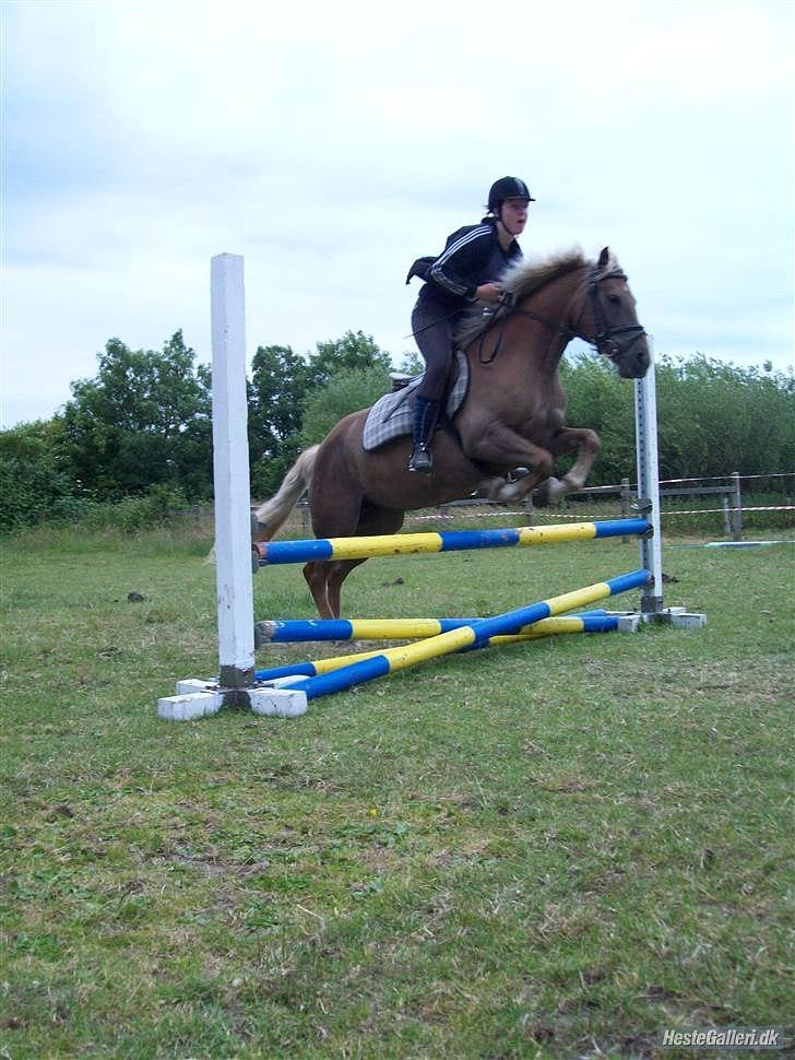 Haflinger Bosse  - Springtime på bosse i sommeren år 2009. herover et lille spring, men stadig fantastisk :-) billede 3