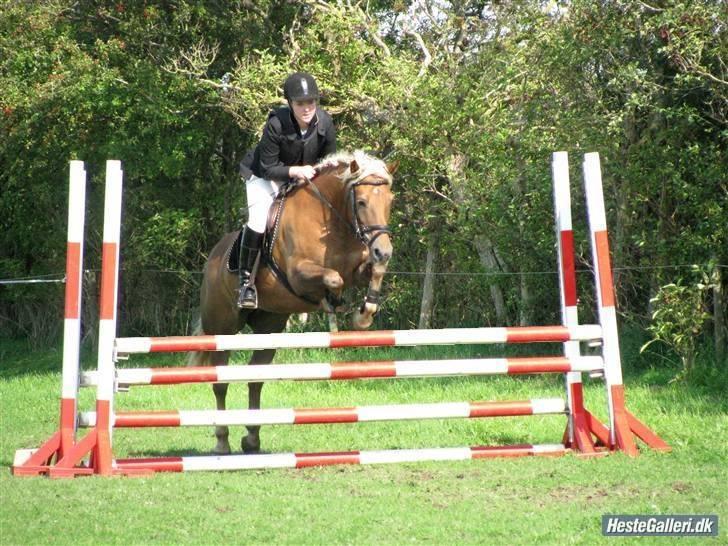 Haflinger Bosse  - Stævne i HERR September 2008 Foto: Tinna Jørgensen billede 5