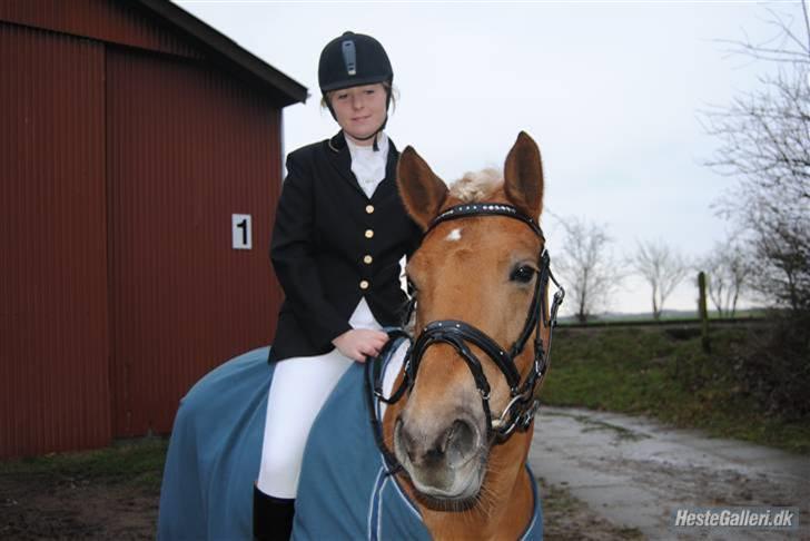 Haflinger Bosse  - Her er vi lige færdige med LB1, det perfekte par.  foto: MN  billede 6