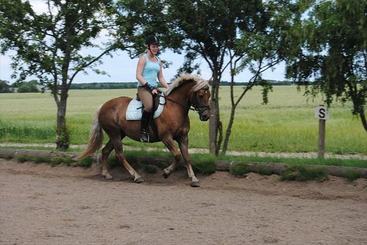 Haflinger Bosse  - Træning, hun er altid en drøm og ride på! foto: MN  billede 7