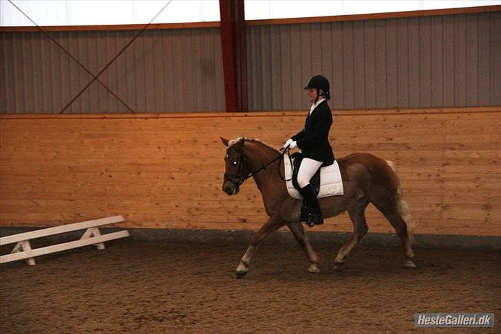 Haflinger Bosse  - LB1 til 58,93% skønne pony<3 billede 9