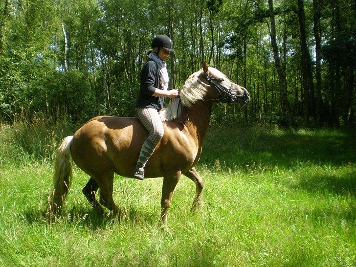 Haflinger Bosse  - Et ældre opstillings billed af den skønne pige ;-)  billede 11