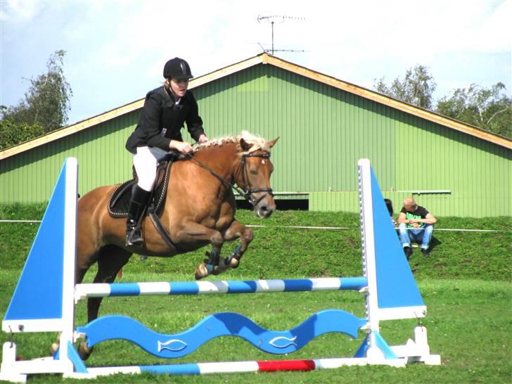 Haflinger Bosse  - En god ide ville være hvis solen ikke blændede ;-) bosse giver mig ret.  billede 13