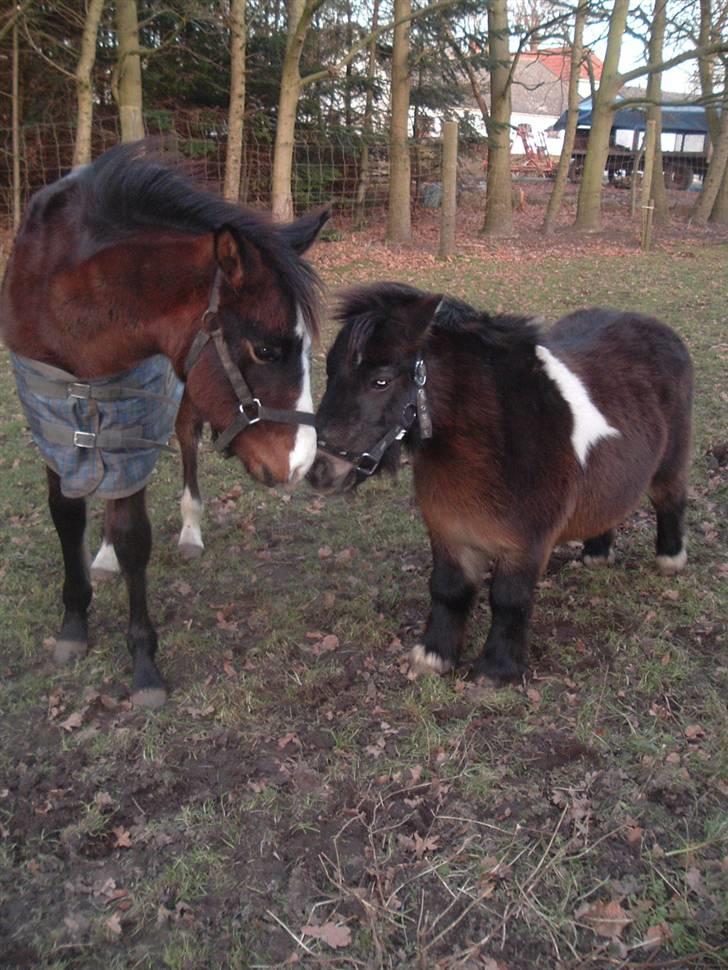 Shetlænder Lille skid (Solgt) - Lille Skid og Marquis  billede 8