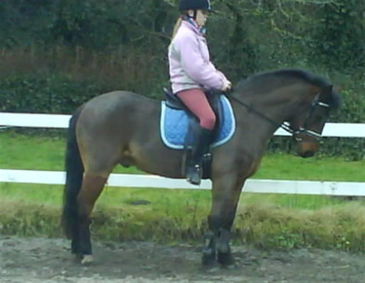 New Forest Benjamin Junior - Parade : Foto Heidi:D billede 20