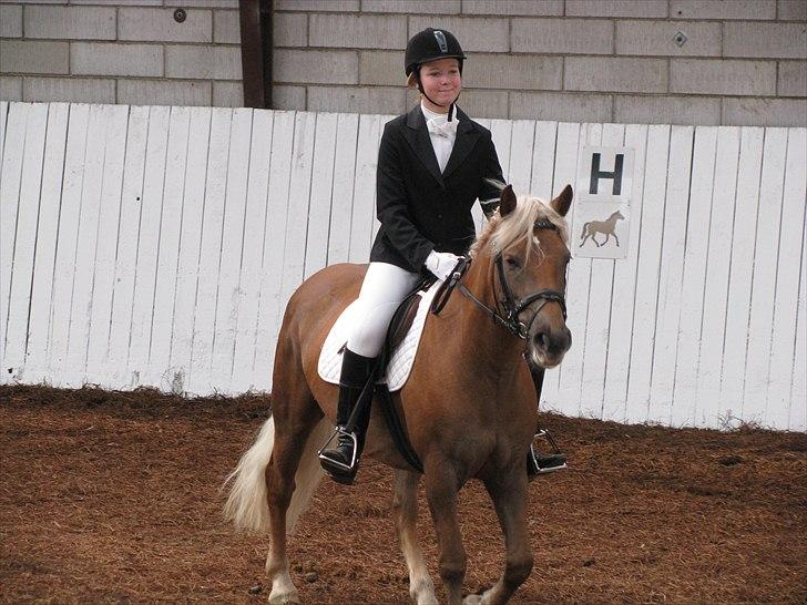 Haflinger Bosse  - En meget stolt rytter i Jelling 2008.  billede 15