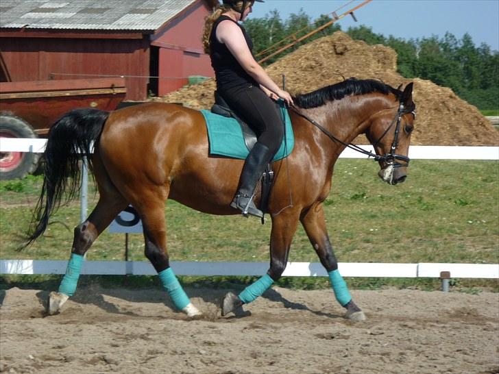 Dansk Varmblod Ivanhoe - fotograf Josephine Hansen billede 17