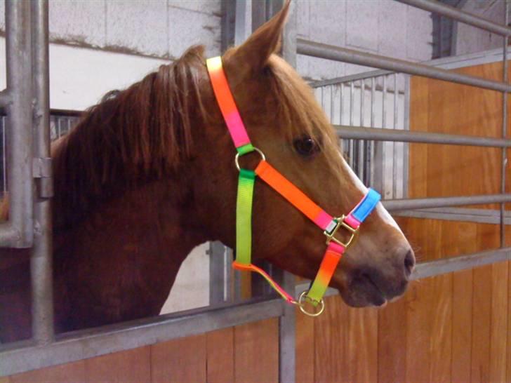 Hollandsk Sportspony MANPOWER LUDINGA - Marts 2009. billede 14