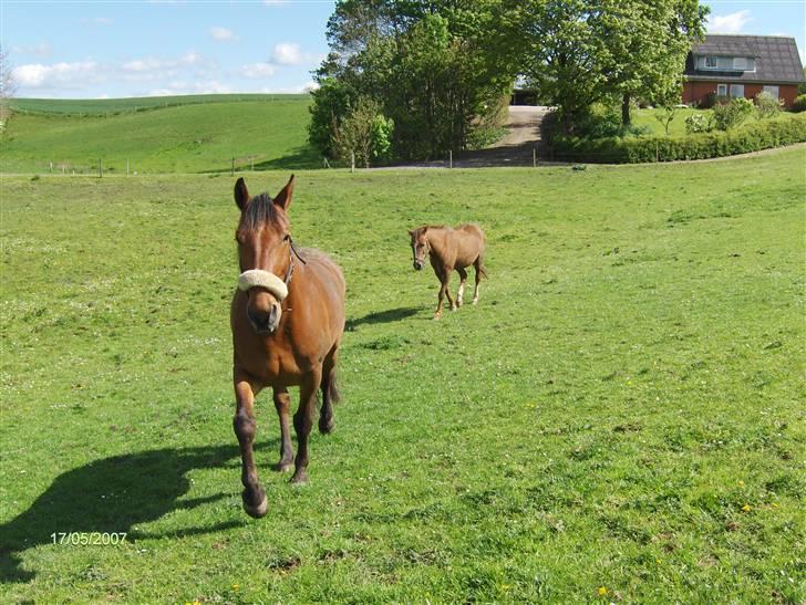 Oldenborg my Ohio dreamer billede 1