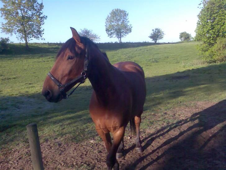 Oldenborg my Ohio dreamer billede 2