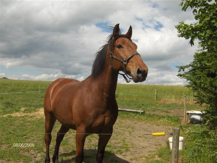 Oldenborg my Ohio dreamer billede 3