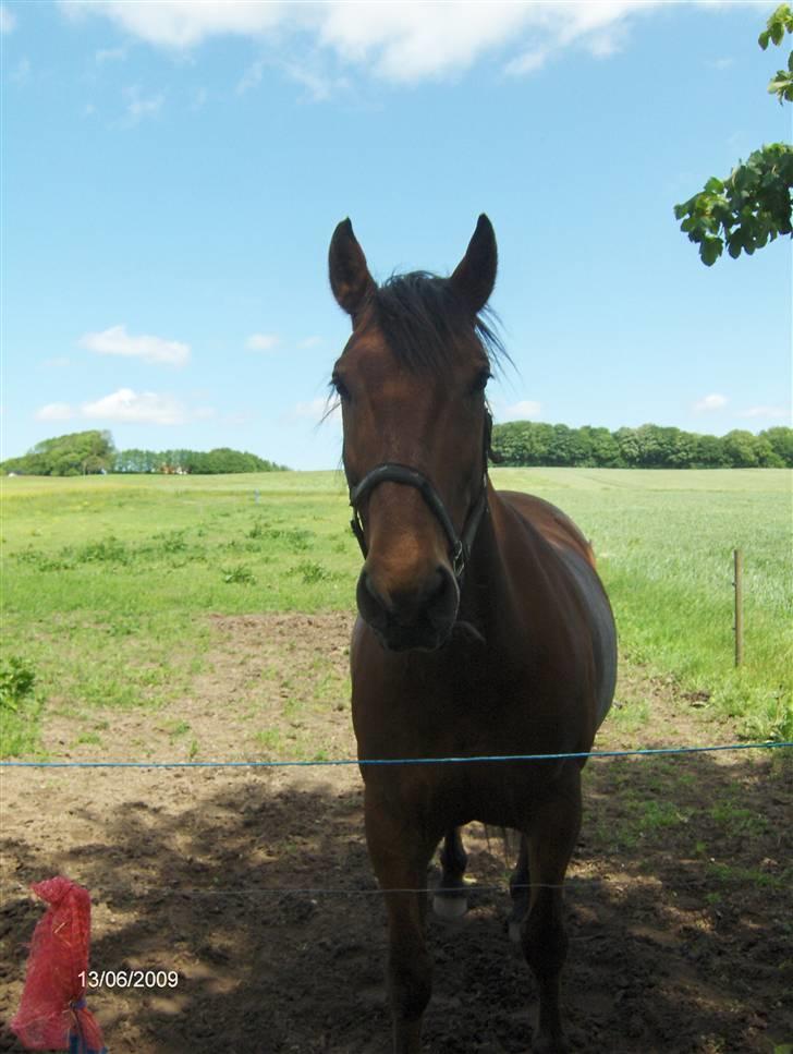 Oldenborg my Ohio dreamer billede 4