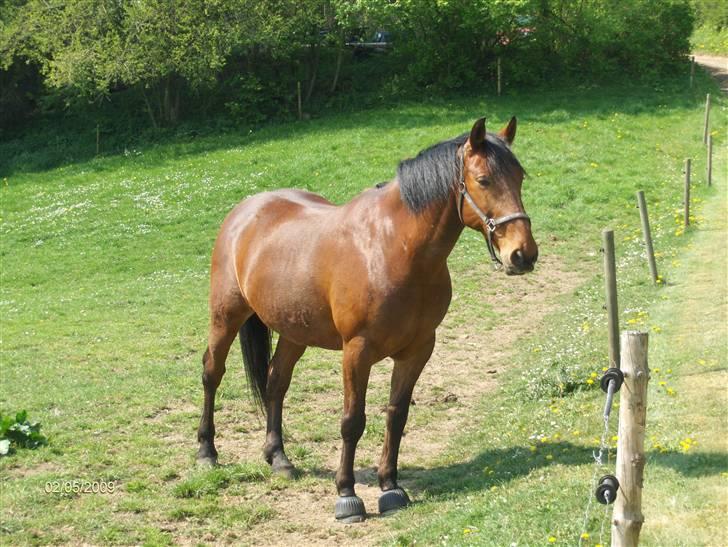 Oldenborg my Ohio dreamer billede 5