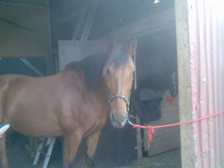 Oldenborg my Ohio dreamer billede 6