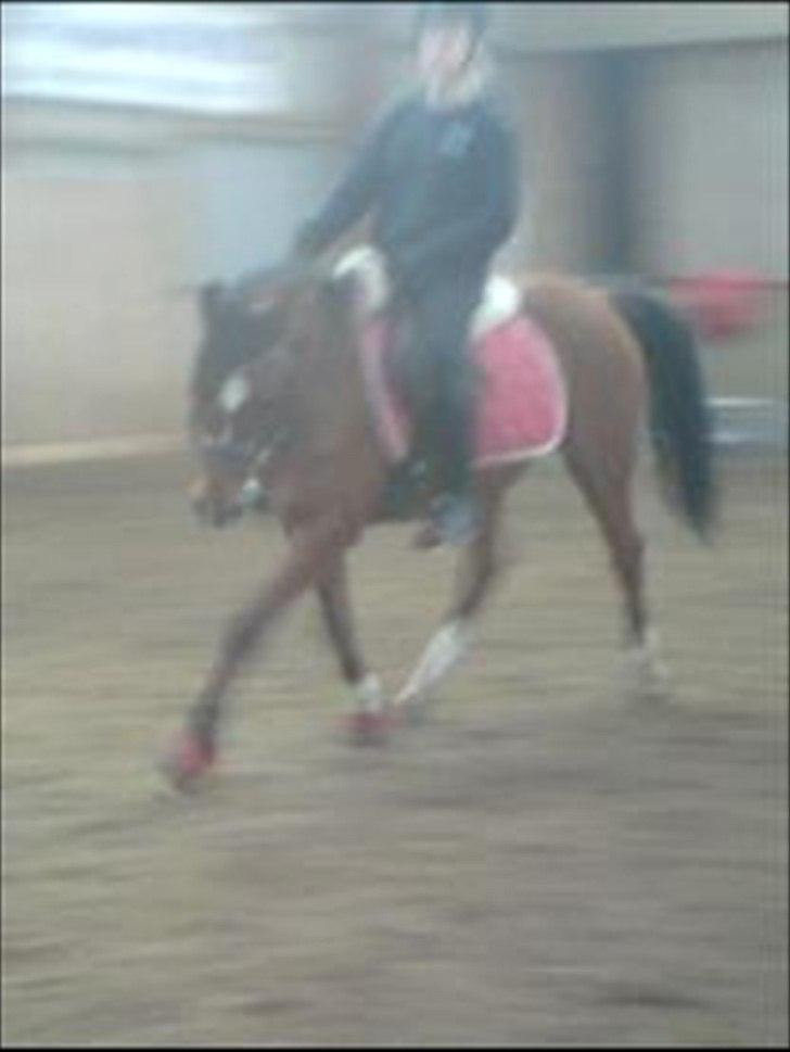 Arabisk fuldblod (OX) Fadjane  SOLGT - 16)  undskyld billedet ikke er så godt billede 15