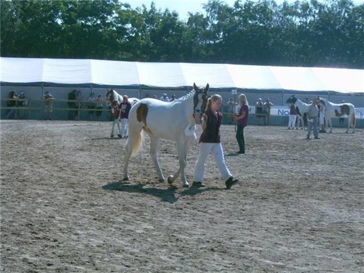 Pinto Damsgaards Caberè - Roskilde dyrskue 2008. billede 6