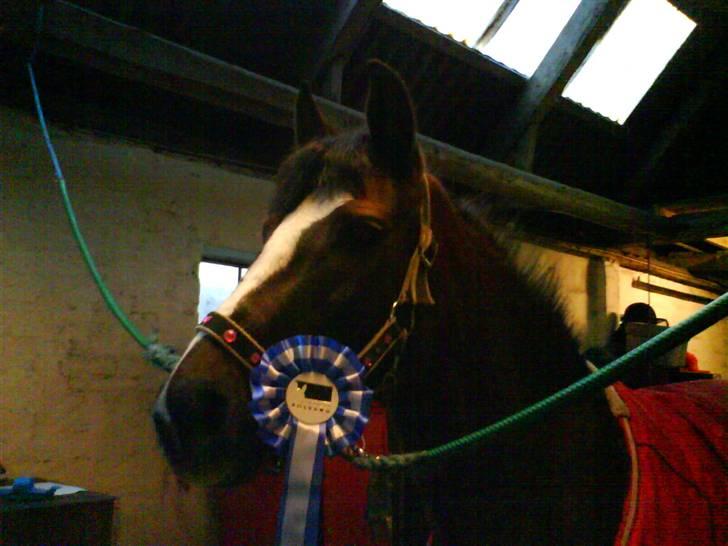 Anden særlig race Lucky - 2. plads første LB billede 15