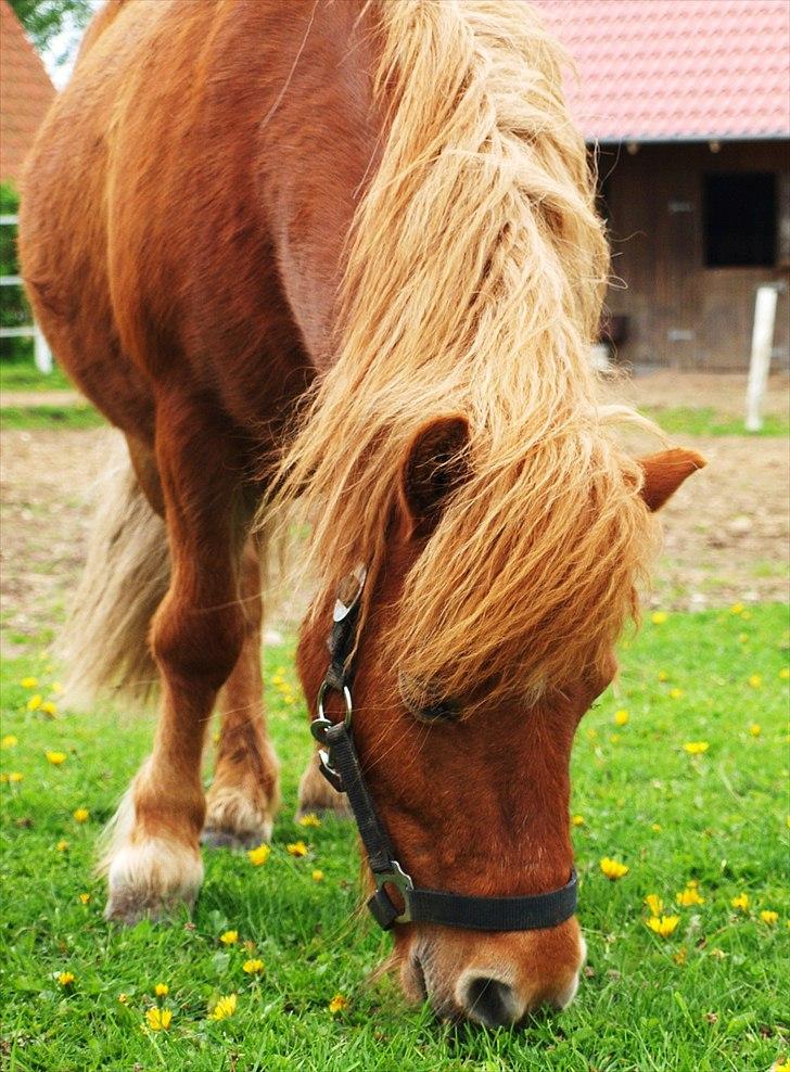 Shetlænder Møllebakkens Lukas - Lille Lukas står og spiser ;) billede 15