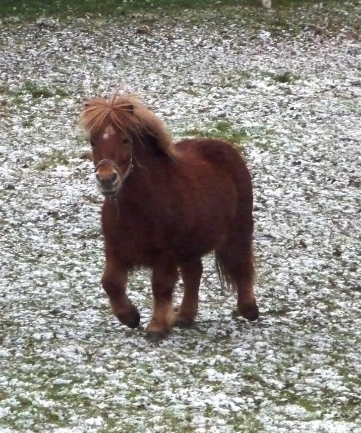 Shetlænder Møllebakkens Lukas - Lukas sødeste udtryk, " Jeg er kæk, og jeg er fræk! " xD billede 16