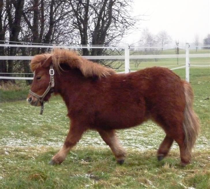 Shetlænder Møllebakkens Lukas - Se hvor fint han kan gå! 8] .. Noot! x´D billede 17