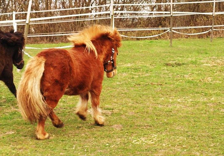Shetlænder Møllebakkens Lukas - I en lille galop! ;-* billede 18