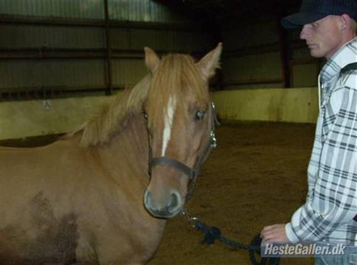 Islænder chili - hej mor hvad laver du ( Det er hos hans tidliger ejer Git ) billede 1